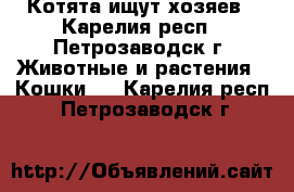 Котята ищут хозяев - Карелия респ., Петрозаводск г. Животные и растения » Кошки   . Карелия респ.,Петрозаводск г.